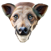 sanglier