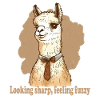 Looking sharp feeling fuzzy llama