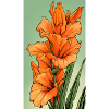 Glaïeul orange Glaïeul