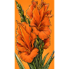 Orange Gladiolus