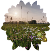 Flowery landscape