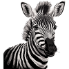 Zebra Africa Animal
