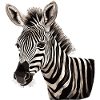 Zebra Africa Animal