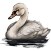 Baby Swan Bird Chick