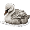 Baby Swan Bird Chick