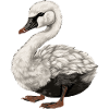Baby Swan Bird Chick