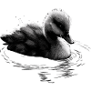 Baby Swan Bird Chick
