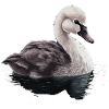 Baby Swan Bird Chick