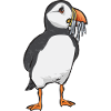 puffin, puffin, auks, lunde