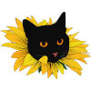Kitten in sunflower