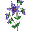 Fleur