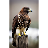 Eagle | Birds | Freedom | Animals