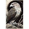Eagle | Birds | Freedom | Animals
