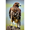 Aigle | Oiseaux | Liberté | Animaux