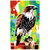 Aigle | Oiseaux | Liberté | Animaux
