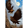 Eagle | Birds | Freedom | Animals