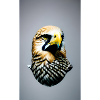 Eagle | Birds | Freedom | Animals