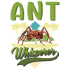 Fourmis Whisperer Fourmilière Fourmi Whisperer
