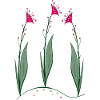 Blossoms, Flowers