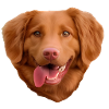 Customs dog