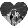 Cœur pour les oiseaux
