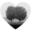 Heart for the trees