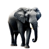 Elefant
