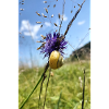 Little snail on the flower