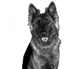 German Shepherd Dog