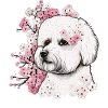 Bichon Frise Cherry Blossom Hunderace Japansk Sak