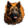 Berger Belge Chien Race Visage