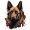 Belgischer Schäferhund Hunderasse Gesicht
