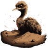 Baby ostrich bird chick