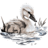 Baby Swan Bird Chick