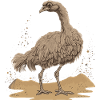 Ostrich bird