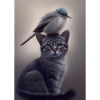 Vogel sitzt auf Katze