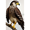 Aigle | Oiseaux | Liberté | Animaux