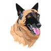 portrait chien malinois