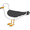 Möwe