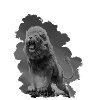 Löwe Juda's