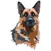 Portrait German Shepherd