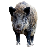 Wild boar