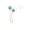 Löwenzahn Dandelion