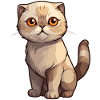 Bad-tempered Scottish Fold kitten