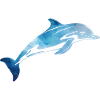 dolphin