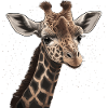 Giraffe Africa