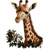Girafe Afrique