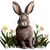 Rabbit Rabbit