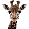 Girafe Afrique
