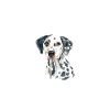 Gifts for Dalmatian Lovers